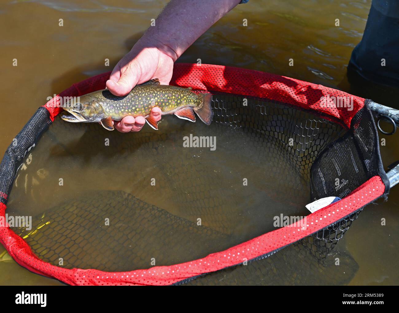 An angler lifts a large brook trout caught and released from the Fraser