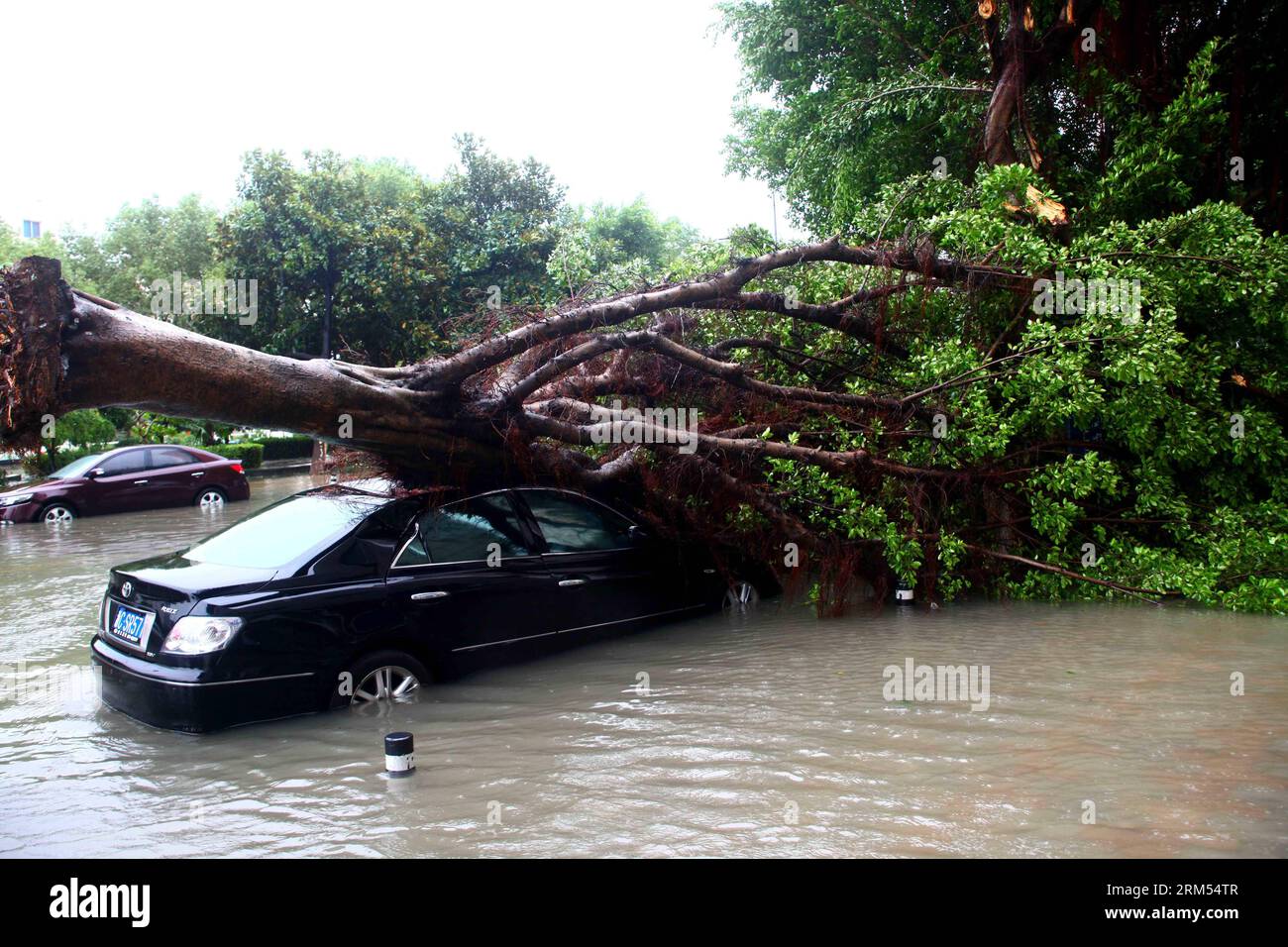 Bildnummer: 60570449  Datum: 07.10.2013  Copyright: imago/Xinhua (131007) -- RUIAN, Oct. 7, 2013 (Xinhua) -- A car is hit by a fallen tree in Ruian City, east China s Zhejiang Province, Oct. 7, 2013. Typhoon Fitow has affected over 3 million in eight cities of Zhejiang, causing direct economic damage of 2.28 billion yuan (about 160 million U.S.dollars). (Xinhua/Zhuang Yingchang) (cjq) CHINA-ZHEJIANG-TYPHOON FITOW (CN) PUBLICATIONxNOTxINxCHN Gesellschaft Hochwasser Überschwemmung Sturm Wetter China premium xsp x0x 2013 quer      60570449 Date 07 10 2013 Copyright Imago XINHUA  Ruian OCT 7 2013 Stock Photo