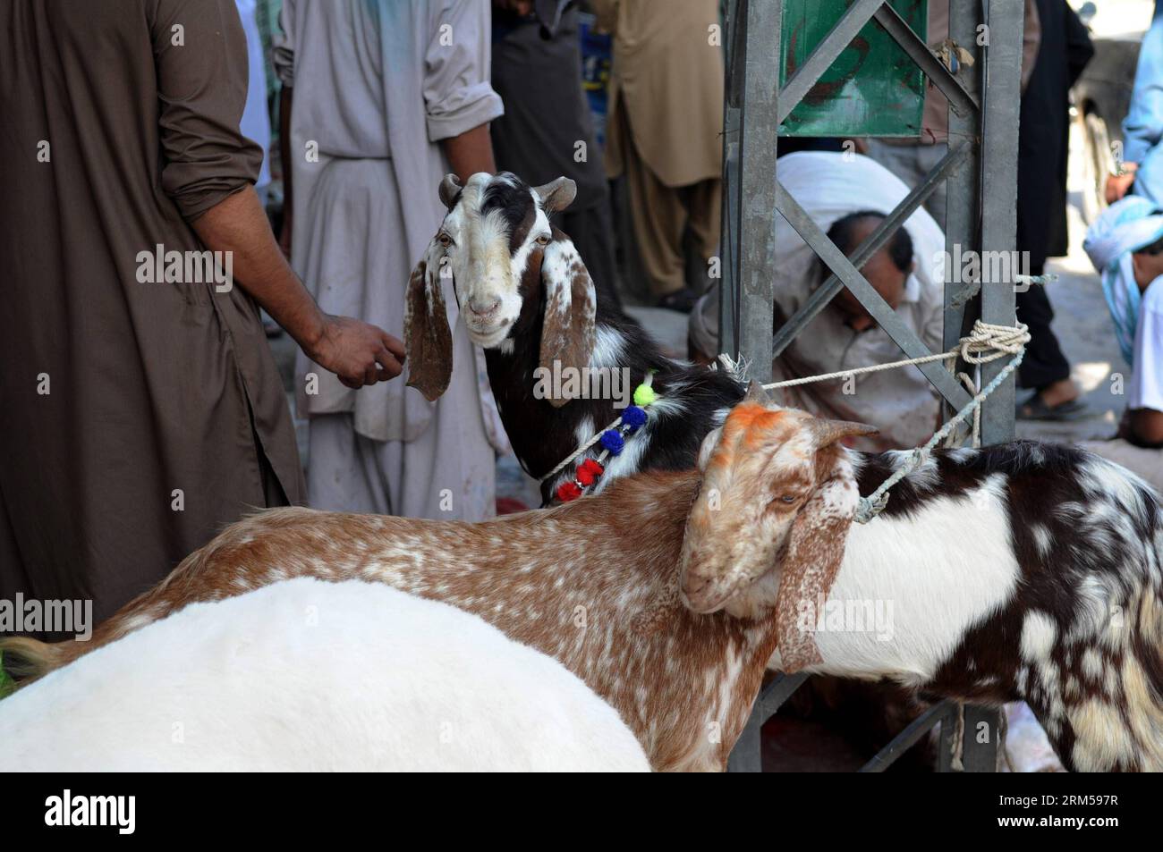 Sacrificial goats hi-res stock photography and images - Alamy