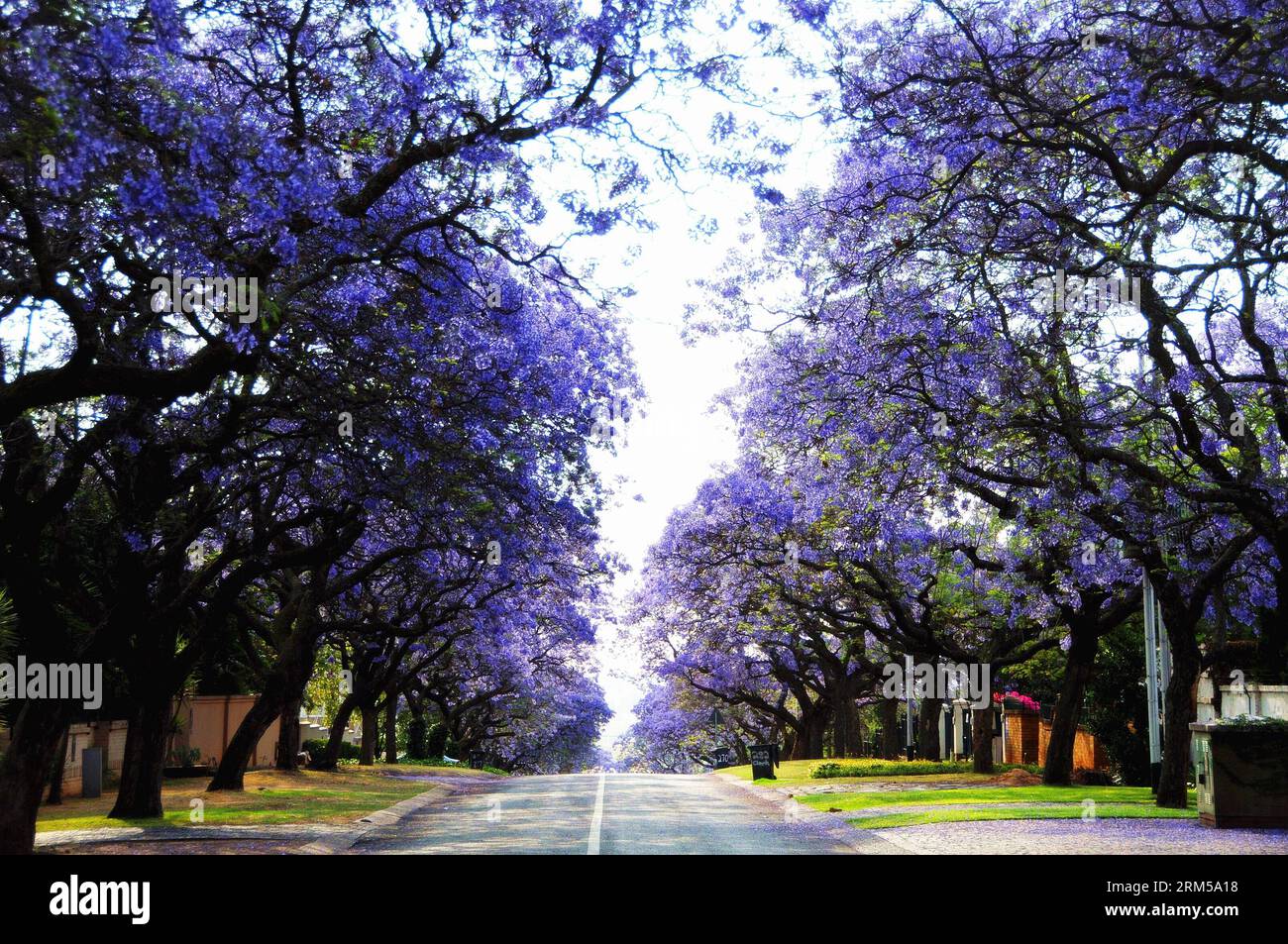 Bildnummer: 60607245  Datum: 16.10.2013  Copyright: imago/Xinhua (131016) -- JOHANNESBURG, Oct. 16, 2013 (Xinhua) -- Jacaranda trees blossom in Pretoria, South Africa, Oct. 16, 2013. Purple flowers of Jacaranda blossom vigorously in Pretoria. (Xinhua/Zhang Chuanshi) SOUTH AFRICA-PRETORIA-JACARANDA-BLOSSOM PUBLICATIONxNOTxINxCHN Gesellschaft x2x xkg 2013 quer premiumd  o0 blüte blüht baum pflanzen     60607245 Date 16 10 2013 Copyright Imago XINHUA  Johannesburg OCT 16 2013 XINHUA Jacaranda Trees Blossom in Pretoria South Africa OCT 16 2013 Purple Flowers of Jacaranda Blossom vigorously in Pret Stock Photo