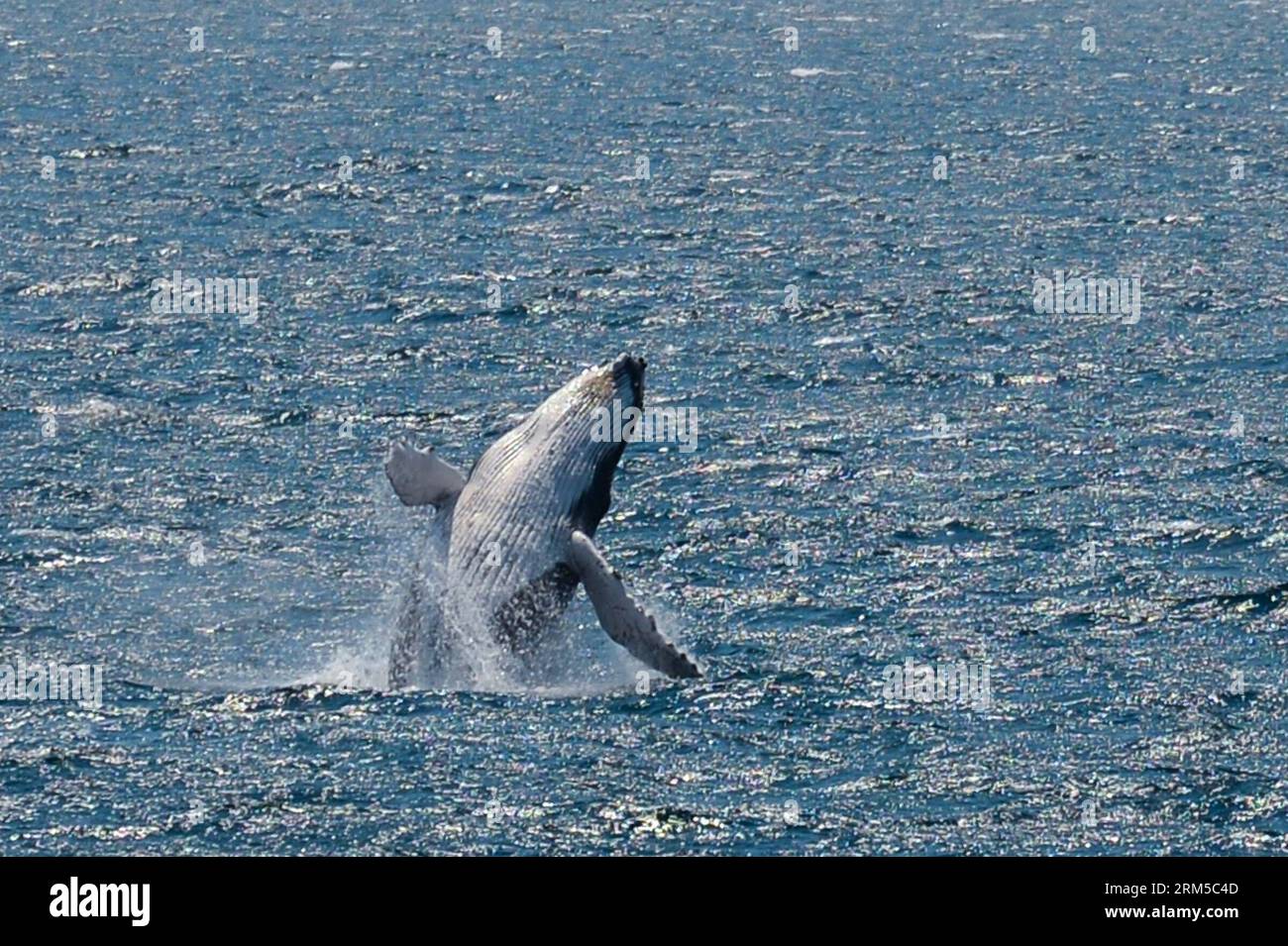 Bildnummer: 60619068  Datum: 20.10.2013  Copyright: imago/Xinhua CANBERRA, Oct. 20, 2013 - A humpback whale jumps out of the water in Jervis Bay off the east coast of Australia, Oct. 20, 2013 Jervis Bay is known for whale watching, as their migration, both north and south can be observed when they pass the entrance to the Bay, frequently entering the bay to rest. The majority of whales sighted at Jervis Bay are the Humpback whales, which migrate along the east coast from June to November. (Xinhua/Qian Jun) AUSTRALIA-JERVIS BAY-WHALE-WATCHING PUBLICATIONxNOTxINxCHN xcb x0x 2013 quer     6061906 Stock Photo