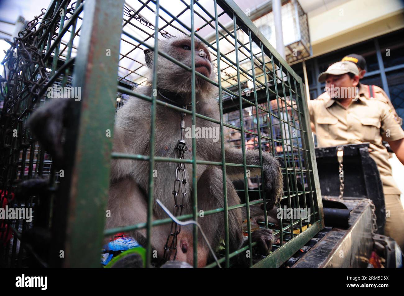 Encaged hi-res stock photography and images - Alamy