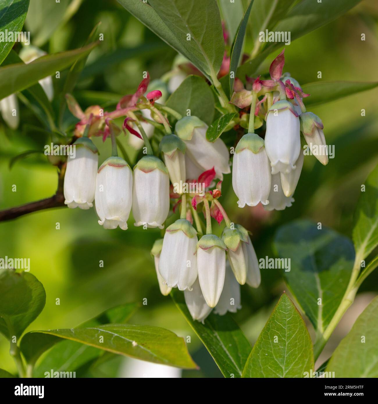 'Patriot' Northern highbush blueberry, Amerikansk blåbär (Vaccinium corymbosum) Stock Photo