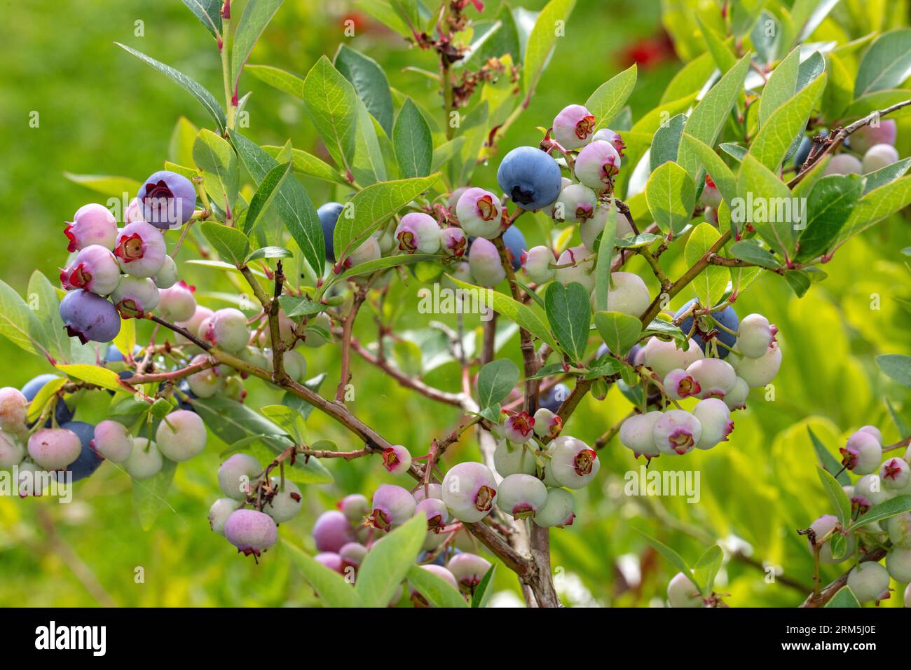 'Patriot' Northern highbush blueberry, Amerikansk blåbär (Vaccinium corymbosum) Stock Photo