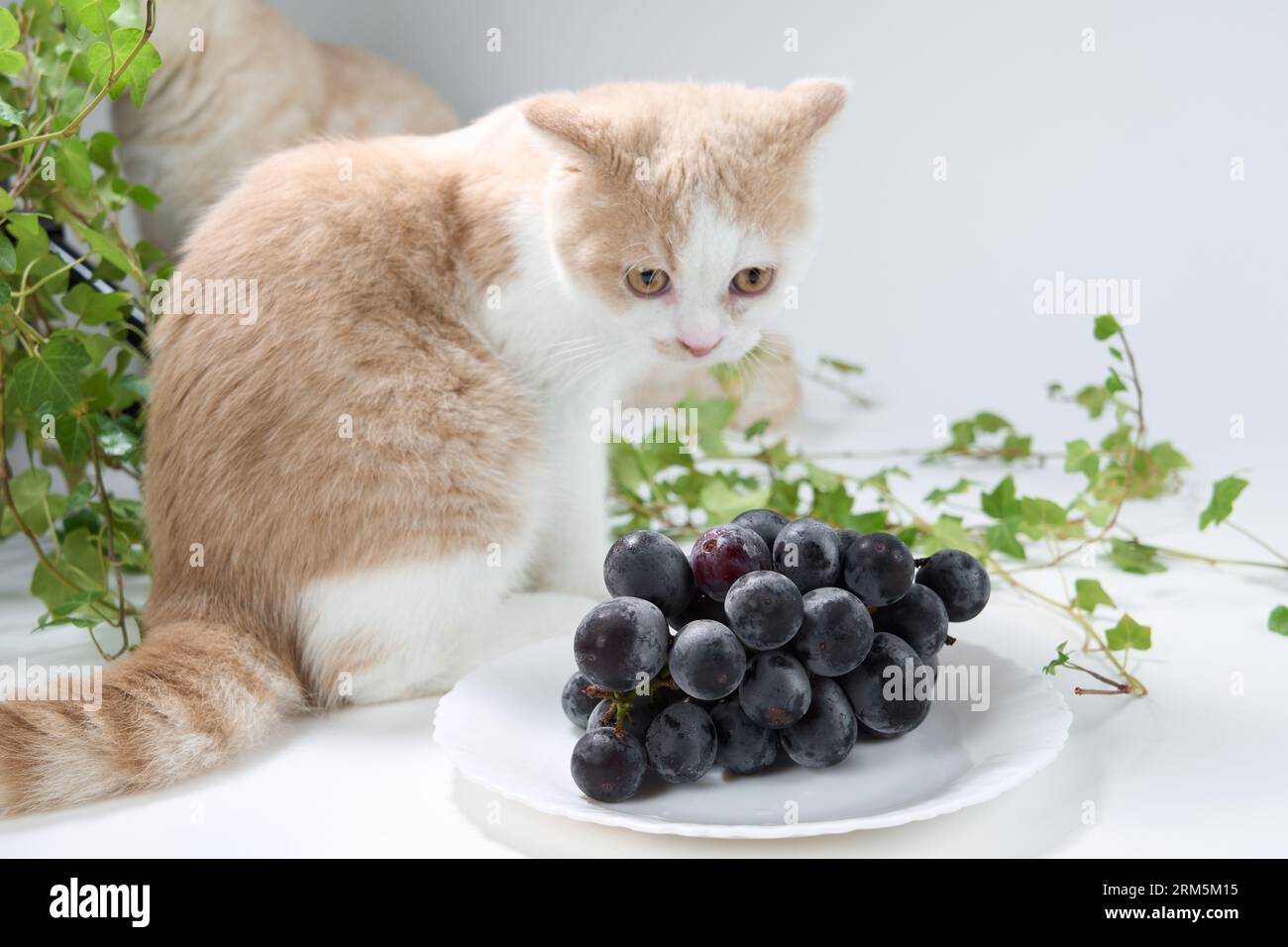 Foods you should never give your cat Grapes Stock Photo Alamy