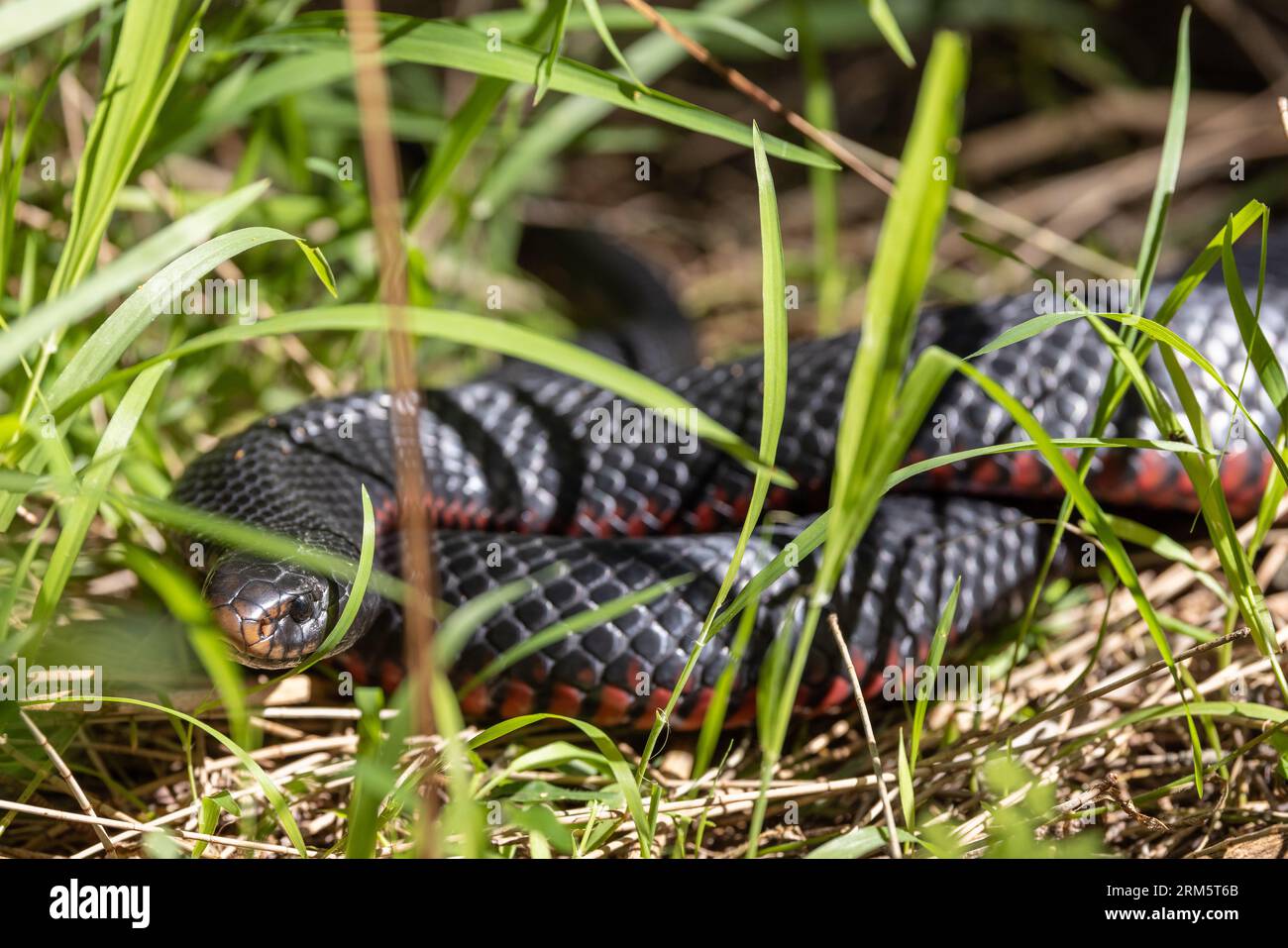 Photo inspiration: Picture Idea: Concealed Reptile Hi Res Stock Photography And Images