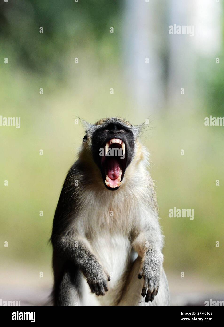 Bildnummer: 60761534  Datum: 15.11.2013  Copyright: imago/Xinhua     Nov., 2013 -  A monkey yawns in Niokolo-Koba National Park, Senegal, on Nov. 15, 2013. Located in a well-watered area along the banks of the Gambia river, the gallery forests and savannahs of Niokolo-Koba National Park have a very rich fauna,  . (Xinhua/Wu Xiaoling)(bxq) SENEGAL-WORLD HERITAGE-NIOKOLO-KOBA NATIONAL PARK PUBLICATIONxNOTxINxCHN Gesellschaft x2x xkg 2013 hoch o0 Tiere Affe Maul kurios Zähne Meerkatze Grünmeerkatze Stock Photo