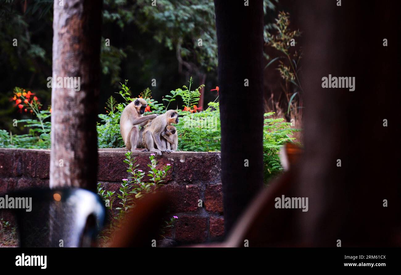 Bildnummer: 60761543  Datum: 15.11.2013  Copyright: imago/Xinhua     Nov., 2013 -- Monkeys are seen in Niokolo-Koba National Park, Senegal, on Nov. 15, 2013. Located in a well-watered area along the banks of the Gambia river, the gallery forests and savannahs of Niokolo-Koba National Park have a very rich fauna,  . (Xinhua/Wu Xiaoling)(bxq) SENEGAL-WORLD HERITAGE-NIOKOLO-KOBA NATIONAL PARK PUBLICATIONxNOTxINxCHN Gesellschaft x2x xkg 2013 quer  o0 Tiere Affe Meerkatze Stock Photo