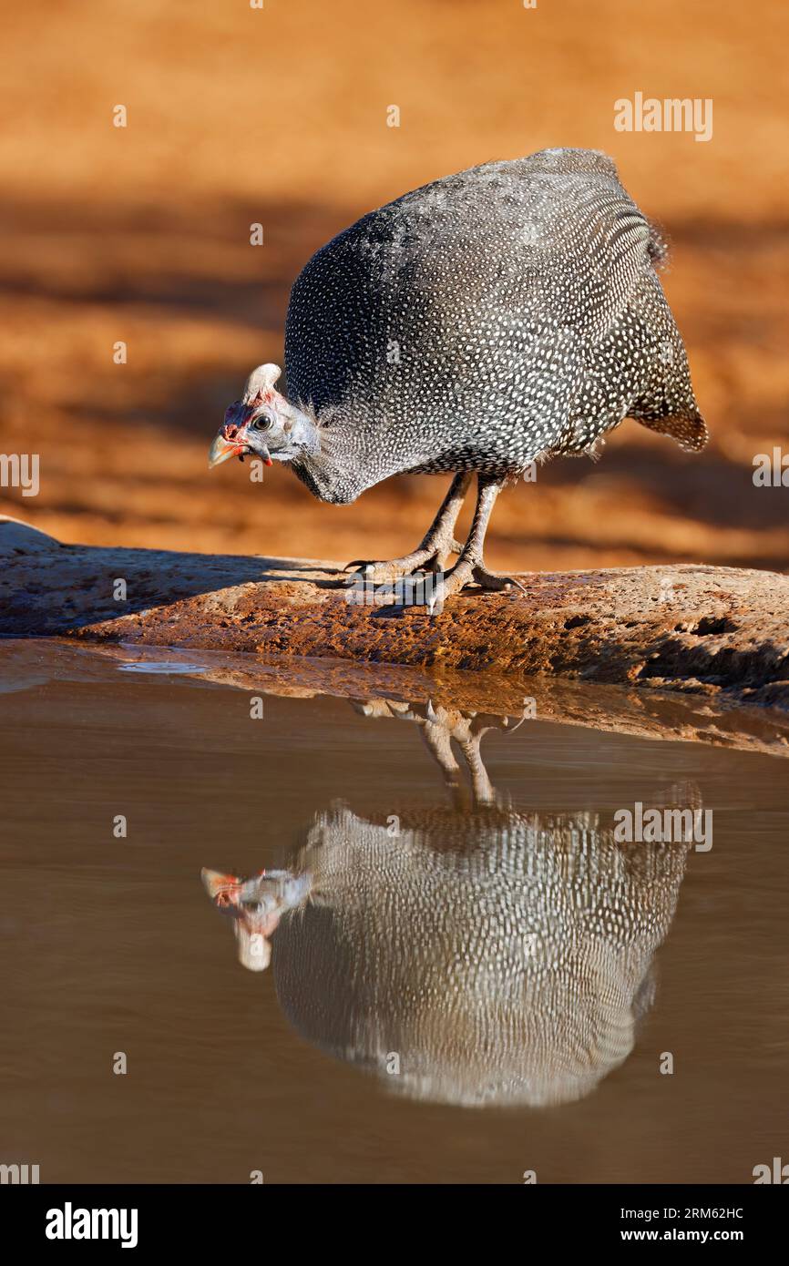 A helmeted guineafowl (Numida meleagris) drinking water, South Africa Stock Photo