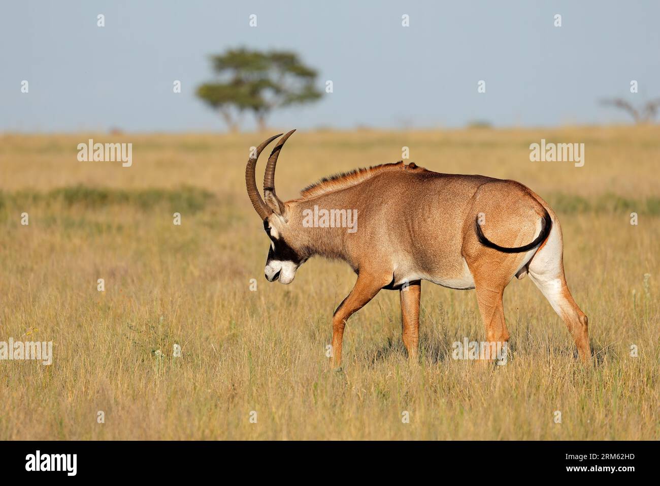 Roan antelope africa animal hi-res stock photography and images - Alamy