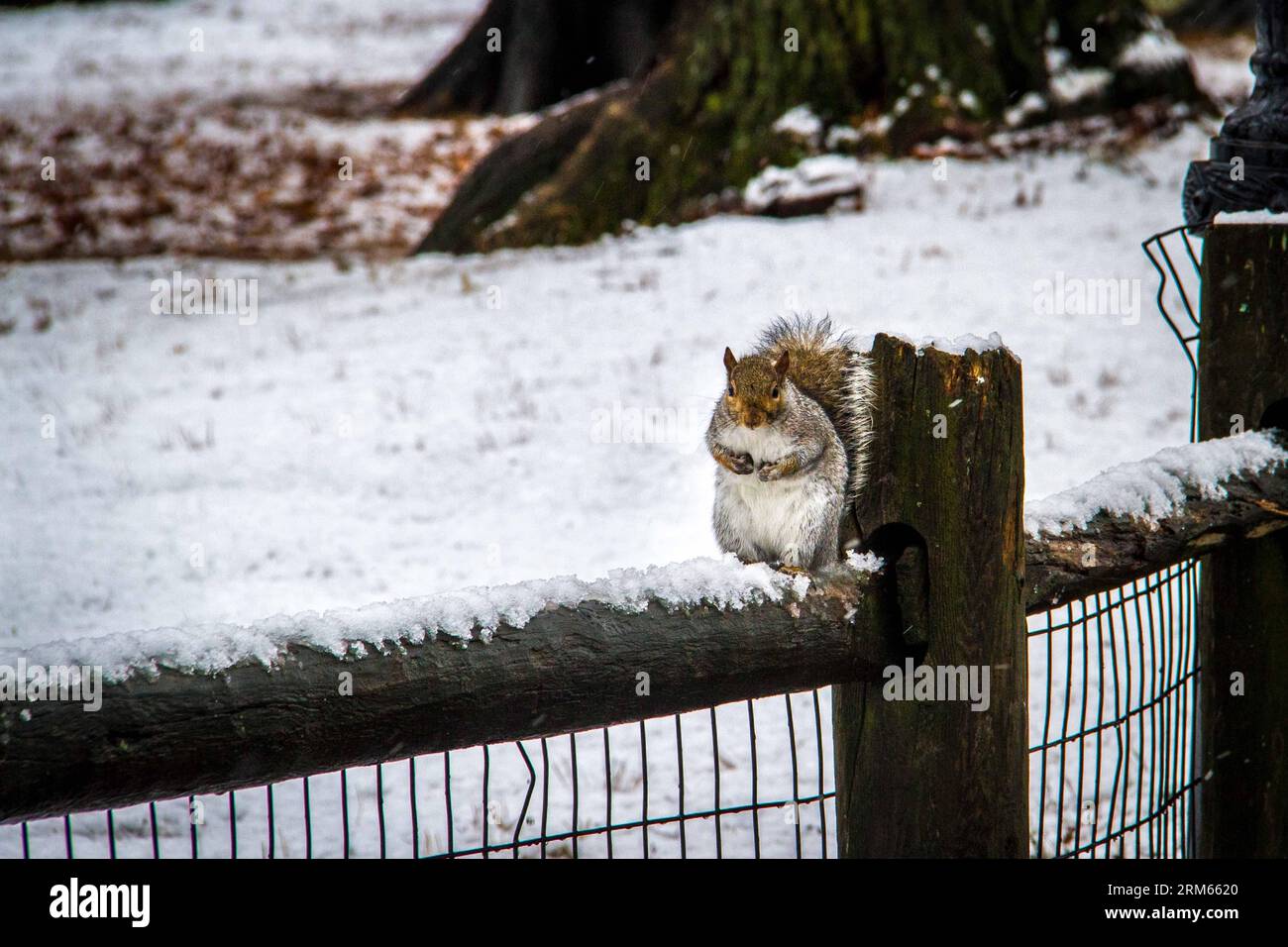 Bildnummer: 60815609  Datum: 10.12.2013  Copyright: imago/Xinhua     (131210) -- NEW YORK, Dec. 10, 2013 -- A squirrel stands on a fence during a snowfall in Central Park, New York City, United States, on Dec. 10, 2013. (Xinhua/Niu Xiaolei) US-NEW YORK-CENTRAL PARK-SNOW PUBLICATIONxNOTxINxCHN Winter xas x0x 2013 quer Stock Photo