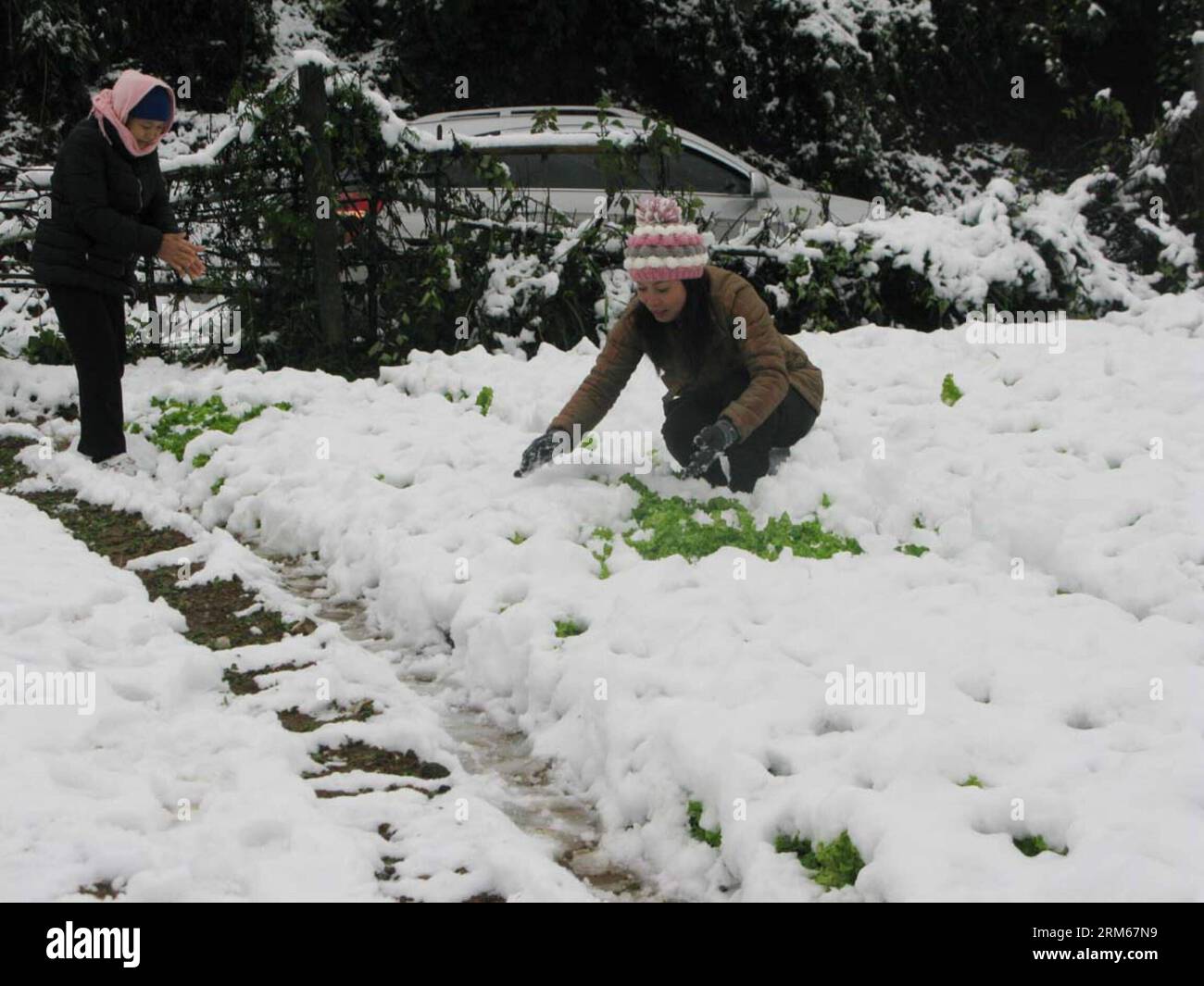 HANOI, Dec. 16, 2013 (Xinhua) -- People remove snow on vegetables in Sa Pa county of Vietnam s northern Lao Cai province, some 250 km northwest of capital Hanoi, Dec. 16, 2013. According to statistics from Sa Pa Department of Agriculture and Rural Development, over 200 hectares of vegetables and flowers were destroyed by heavy snowfall in the past two days. (Xinhua/VNA) VIETNAM-LAO CAI-SA PA-SNOWFALL PUBLICATIONxNOTxINxCHN   Hanoi DEC 16 2013 XINHUA Celebrities REMOVE Snow ON Vegetables in Sat PA County of Vietnam S Northern LAO Cai Province Some 250 km Northwest of Capital Hanoi DEC 16 2013 A Stock Photo