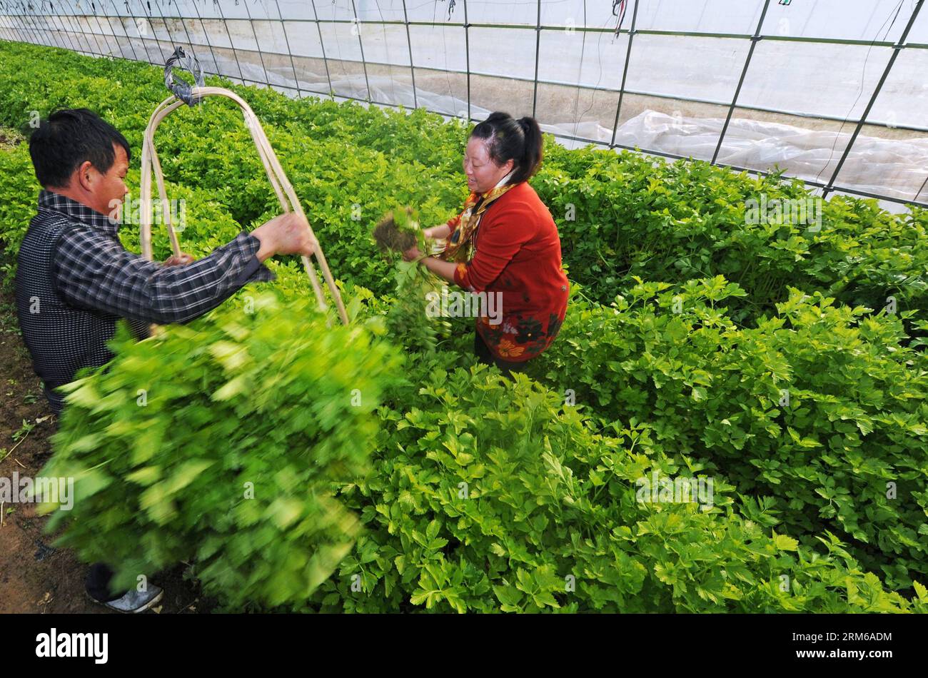 HANGZHOU, Dec. 26, 2013 - Farmers pick celery at an agricultural company in Wuyi County, east China s Zhejiang Province, Dec. 26, 2013. The per capita net income of farmers in Zhejiang reached 16,122 yuan (2,657 U.S. dollars) in the first nine months this year, which is expected to be the highest per capita income of the country s rural residents. (Xinhua/Tan Jin) (ry) CHINA-ZHEJIANG-FARMERS (CN) PUBLICATIONxNOTxINxCHN   Hangzhou DEC 26 2013 Farmers Pick celery AT to Agricultural Company in Wuyi County East China S Zhejiang Province DEC 26 2013 The per Capita Net Income of Farmers in Zhejiang Stock Photo