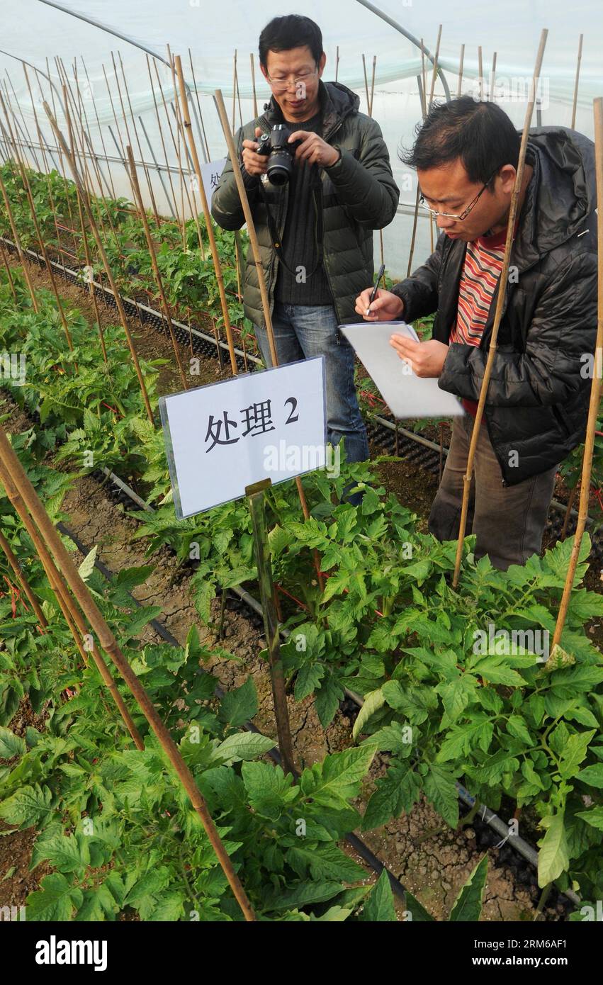 HANGZHOU, Dec. 26, 2013 - Agricultural experts Wang Weiping (L) and Hong Chunlai inspects a vegetable green house of an agricultural company in Wuyi County, east China s Zhejiang Province, Dec. 26, 2013. The per capita net income of farmers in Zhejiang reached 16,122 yuan (2,657 U.S. dollars) in the first nine months this year, which is expected to be the highest per capita income of the country s rural residents. (Xinhua/Tan Jin) (ry) CHINA-ZHEJIANG-FARMERS (CN) PUBLICATIONxNOTxINxCHN   Hangzhou DEC 26 2013 Agricultural Experts Wang Weiping l and Hong Chunlai inspect a Vegetable Green House o Stock Photo