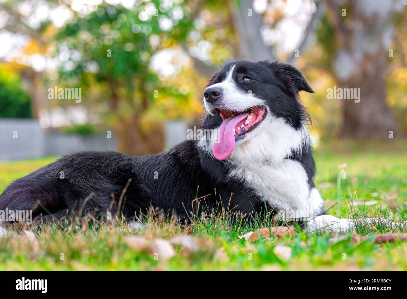 Portrait of a beautiful Border Collie puppy lying on the grass in the ...