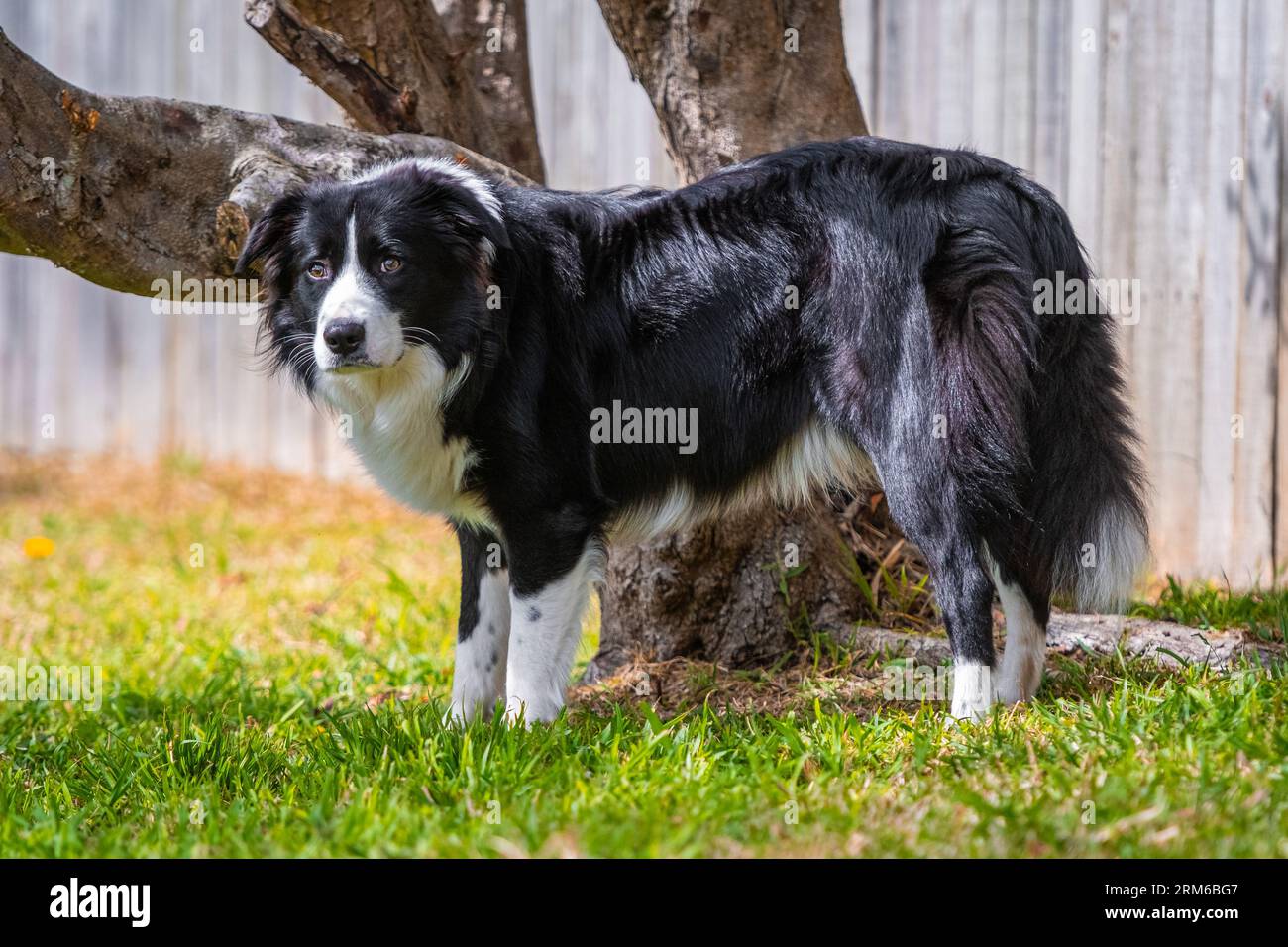 Bespoke Dog Artwork – Hand-painted Pet Portrait on 4x4 Canvas - Etsy, image size:1300x956