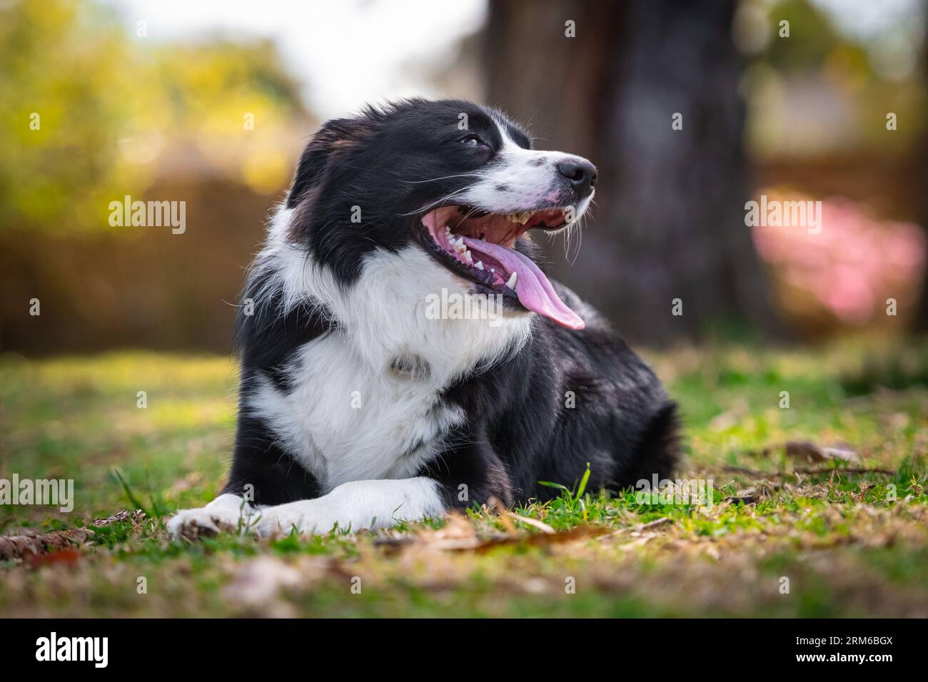 Portrait of a beautiful Border Collie puppy lying on the grass in the ...
