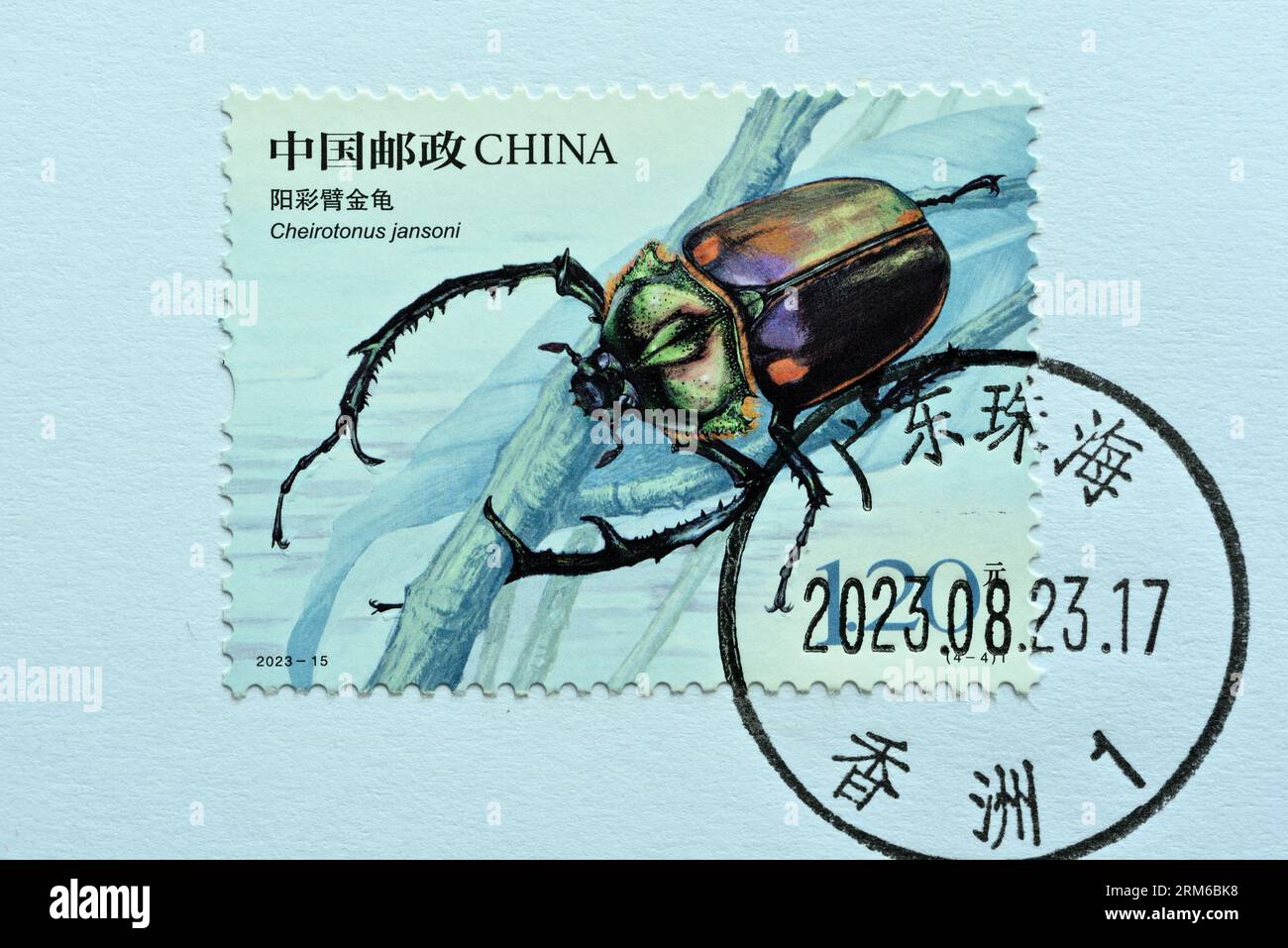 標本 Cheirotonus formosanus 54mm Cheirotonus formosanus 54mm J