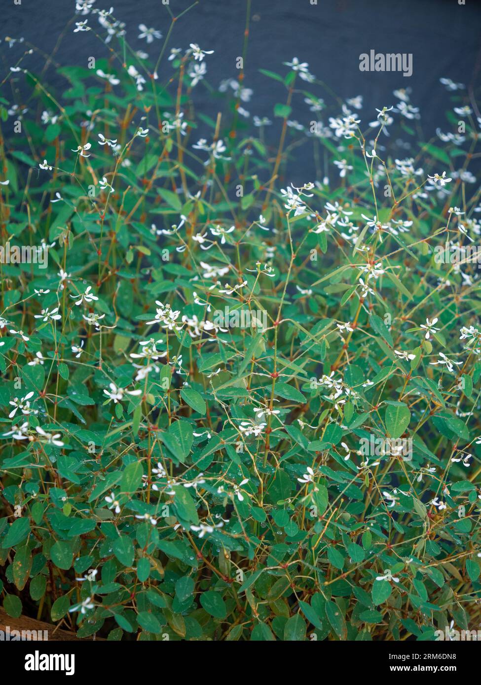 Tiny white flowers, bracts, and lush abundant green leaves, Euphorbia Stock Photo