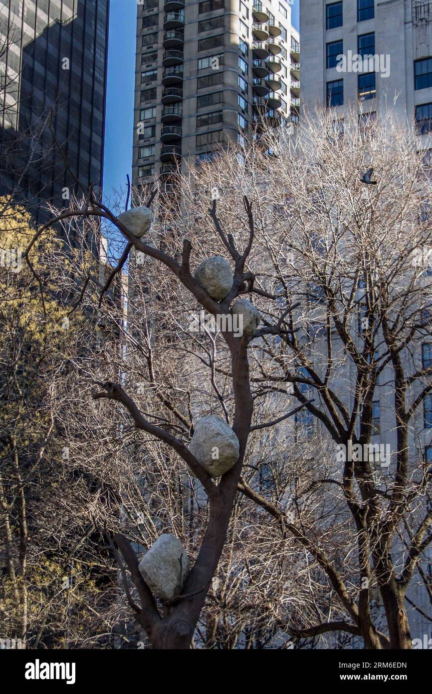(140107) -- NEW YORK, Jan. 7, 2014 (Xinhua) -- A picture of one of the three bronze trees (with stones atop the arboreal branches) of Italian artist Giuseppe Penone s Ideas of Stone installation, at Madison Square Park in New York, on Jan. 7, 2014. Penone, a member of the Italian Arte Povera movement, employs commonplace materials and natural forms in his exploration of the relationship between man and nature. (Xinhua/Niu Xiaolei) US-NEW YORK-SCULPTURE-PENONE-IDEAS OF STONE PUBLICATIONxNOTxINxCHN   New York Jan 7 2014 XINHUA a Picture of One of The Three Bronze Trees With Stones atop The arbor Stock Photo