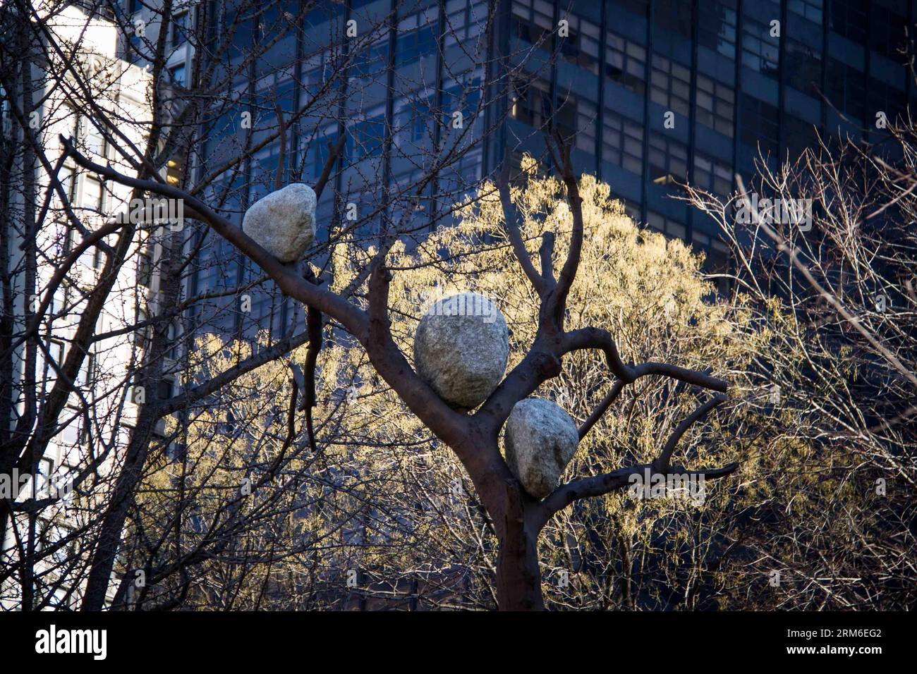 (140107) -- NEW YORK, Jan. 7, 2014 (Xinhua) -- A picture of one of the three bronze trees (with stones atop the arboreal branches) of Italian artist Giuseppe Penone s Ideas of Stone installation, at Madison Square Park in New York, on Jan. 7, 2014. Penone, a member of the Italian Arte Povera movement, employs commonplace materials and natural forms in his exploration of the relationship between man and nature. (Xinhua/Niu Xiaolei) US-NEW YORK-SCULPTURE-PENONE-IDEAS OF STONE PUBLICATIONxNOTxINxCHN   New York Jan 7 2014 XINHUA a Picture of One of The Three Bronze Trees With Stones atop The arbor Stock Photo