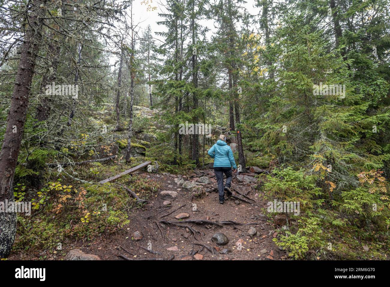 hiking footpath in forest between trees in Skuleskogen National Park in Sweden in northern Europe Hoga Kusten. Stock Photo