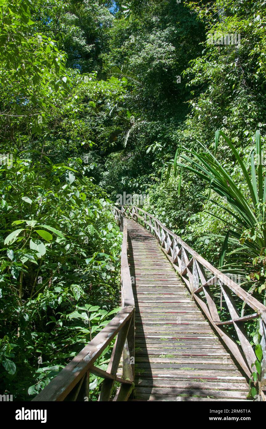 Foot trail through the Niah Caves National Park, Sarawak, Malaysia Stock Photo