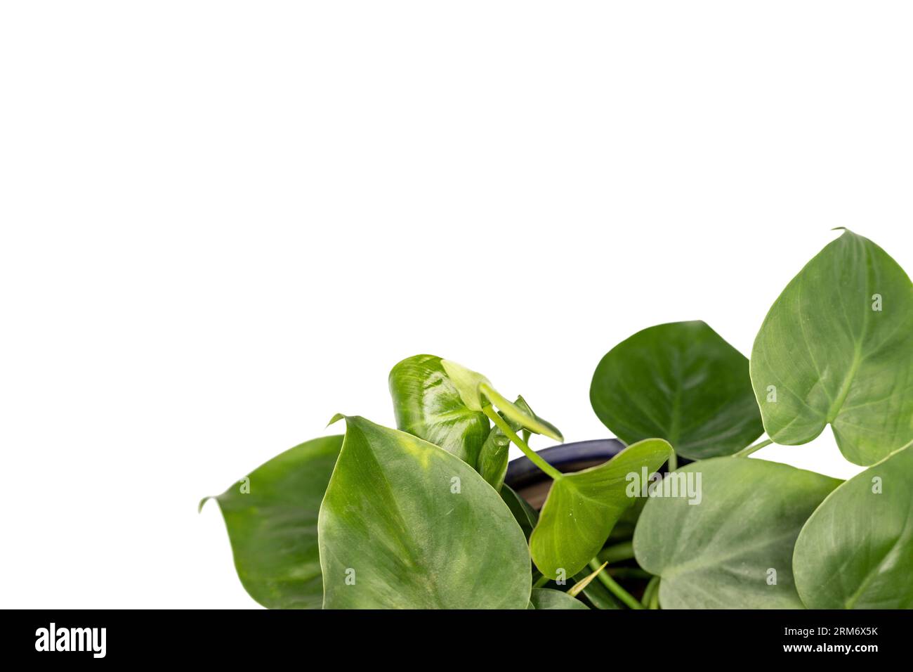 Philodendron Brasil heart shape leaves isolated on white background