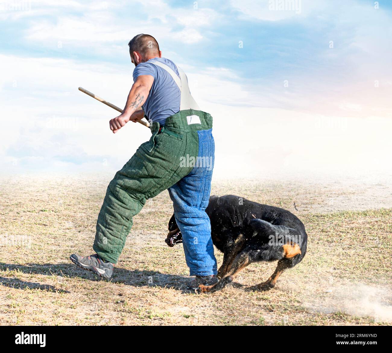 Sport Rottweiler young rottweiler training for protection sport and police Stock Photo ...