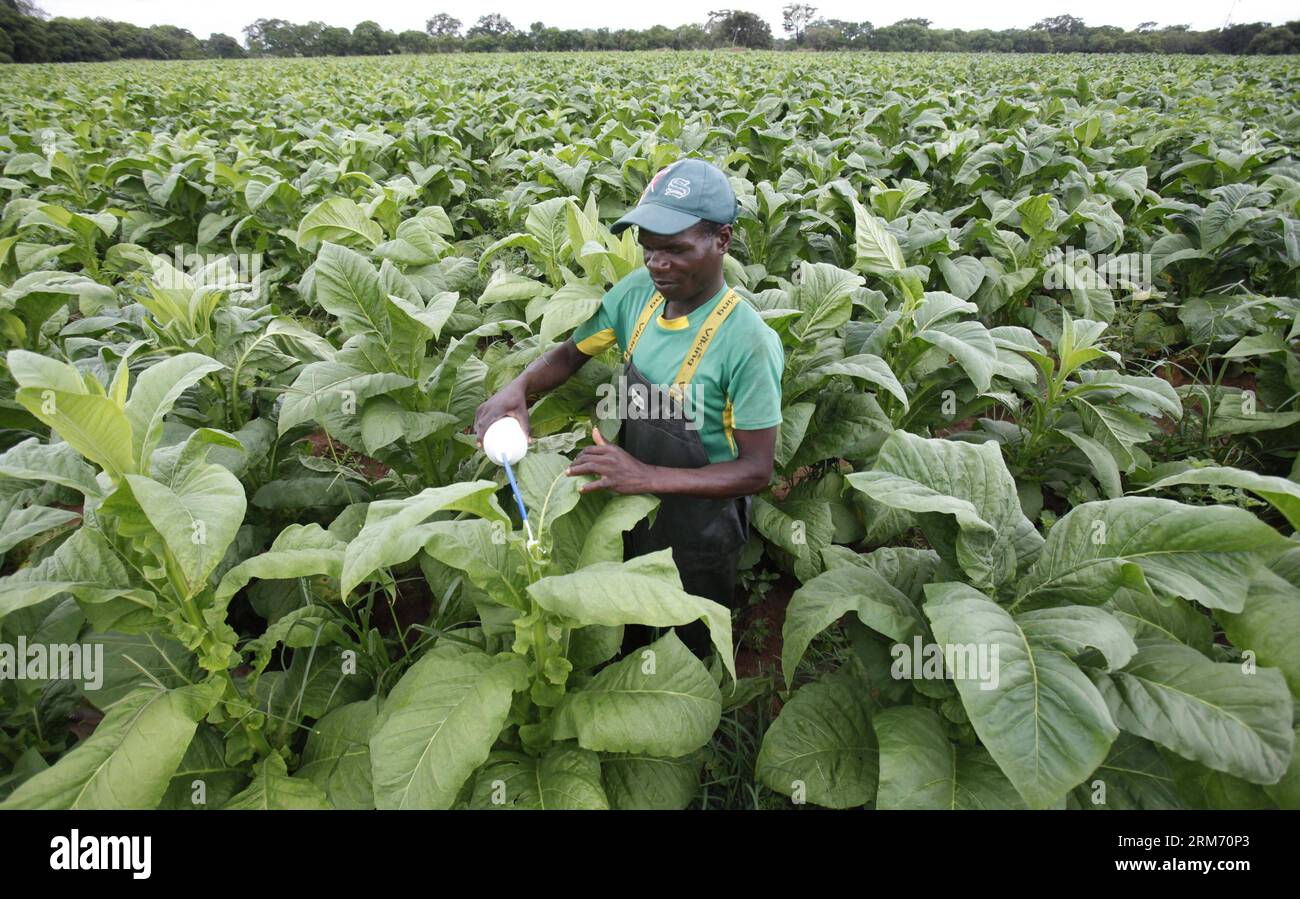 tobacco capital of the world Dark Fire-Cured the Zimbabwean tobacco farm hi-res stock