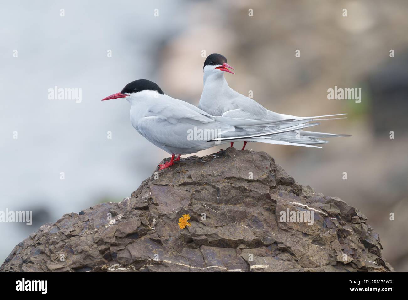Arctic tern pair perched on rock by small lagoon, taken on Iceland 2023. Stock Photo