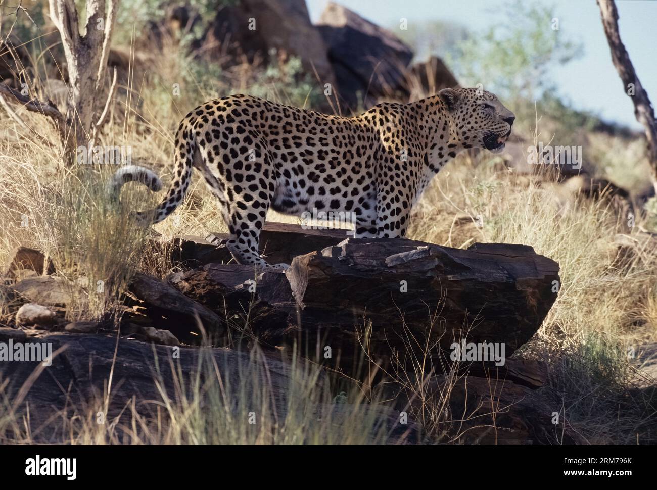 The African leopard (Panthera pardus pardus) is the nominate subspecies of the leopard, native to many countries in Africa. Stock Photo