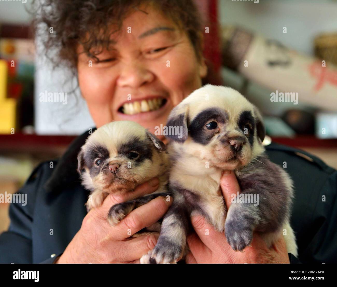 Puppies sales and pandas
