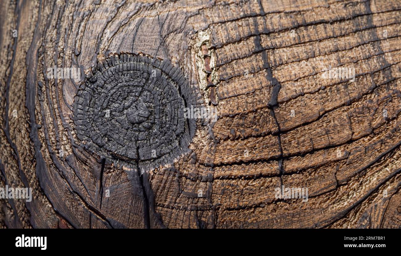 ebony-wood-tree