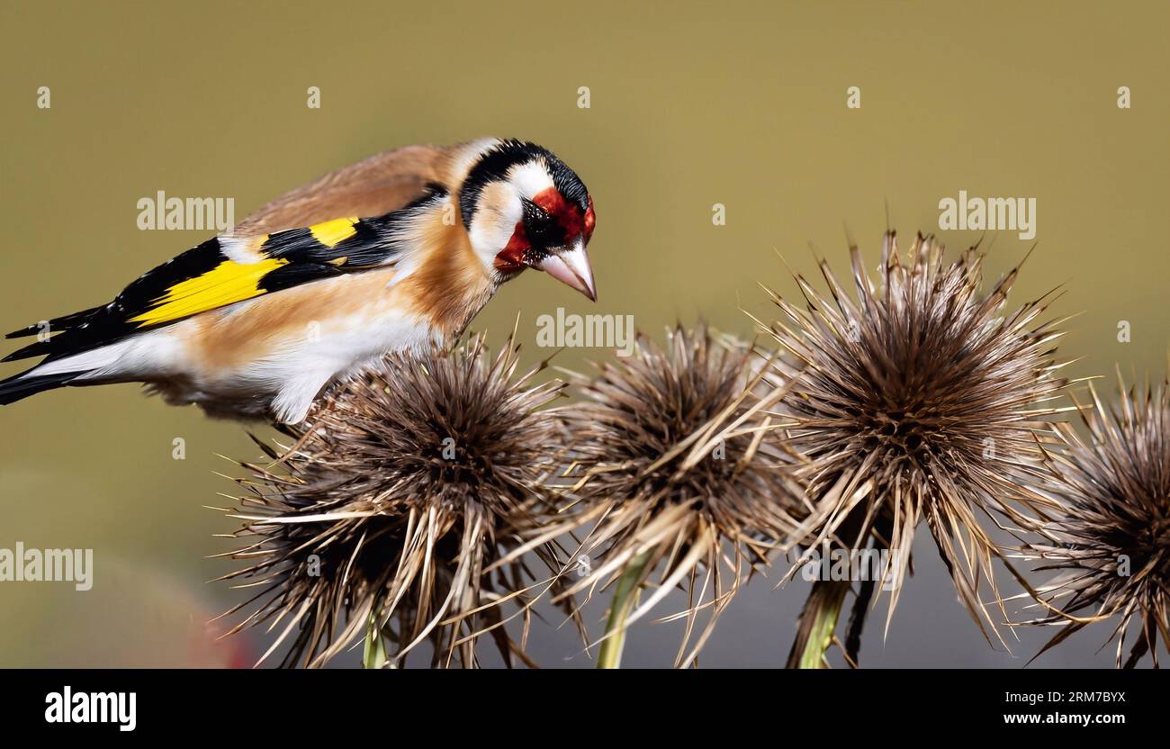 Juvenile goldfinch plumage hi-res stock photography and images - Alamy