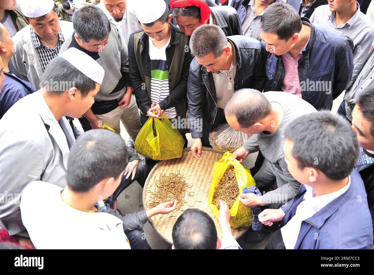 (140225) -- LHASA, Feb. 25, 2014 (Xinhua) -- Customers purchase caterpillar fungi, also called winter worm summer herb, at a caterpillar fungus market in Lhasa, capital of southwest China s Tibet Autonomous Region, July 17, 2013. Caterpillar fungus, a parasitic fungus that sprouts from the corpses of ghost moth larva, can sell for about 10 US dollars for a 1-centimeter-diameter piece. In 2013, the yield of caterpillar fungi in Tibet increased by 50 percent year on year to 53,700.65 kilograms, according to the local Agriculture and Pastoral Office. (Xinhua/Liu Kun) (lfj) CHINA-LHASA-CATERPILLAR Stock Photo