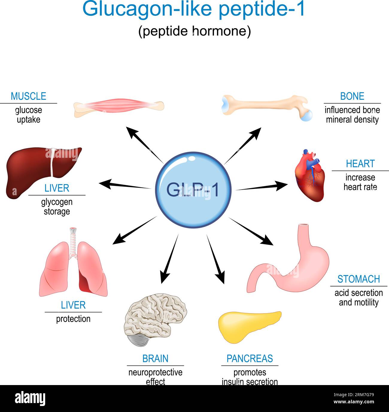 GLP-1. Glucagon-like peptide-1 for Appetite regulation, weight loss and Treatment of diabetes. peptide hormone Functions and effects on Human internal Stock Vector
