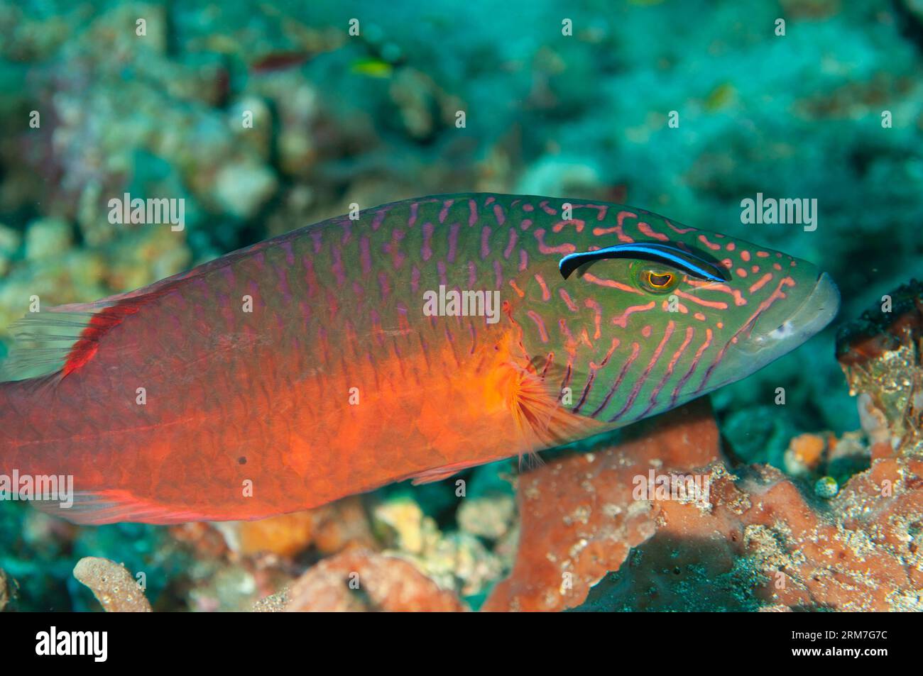 Linecheeked Wrasse, Oxycheilinus digramma, being cleaned by Bluestreak Cleaner Wrasse, Labroides dimidiatus, Pyramids dive site, Amed, Karangasem, Bal Stock Photo