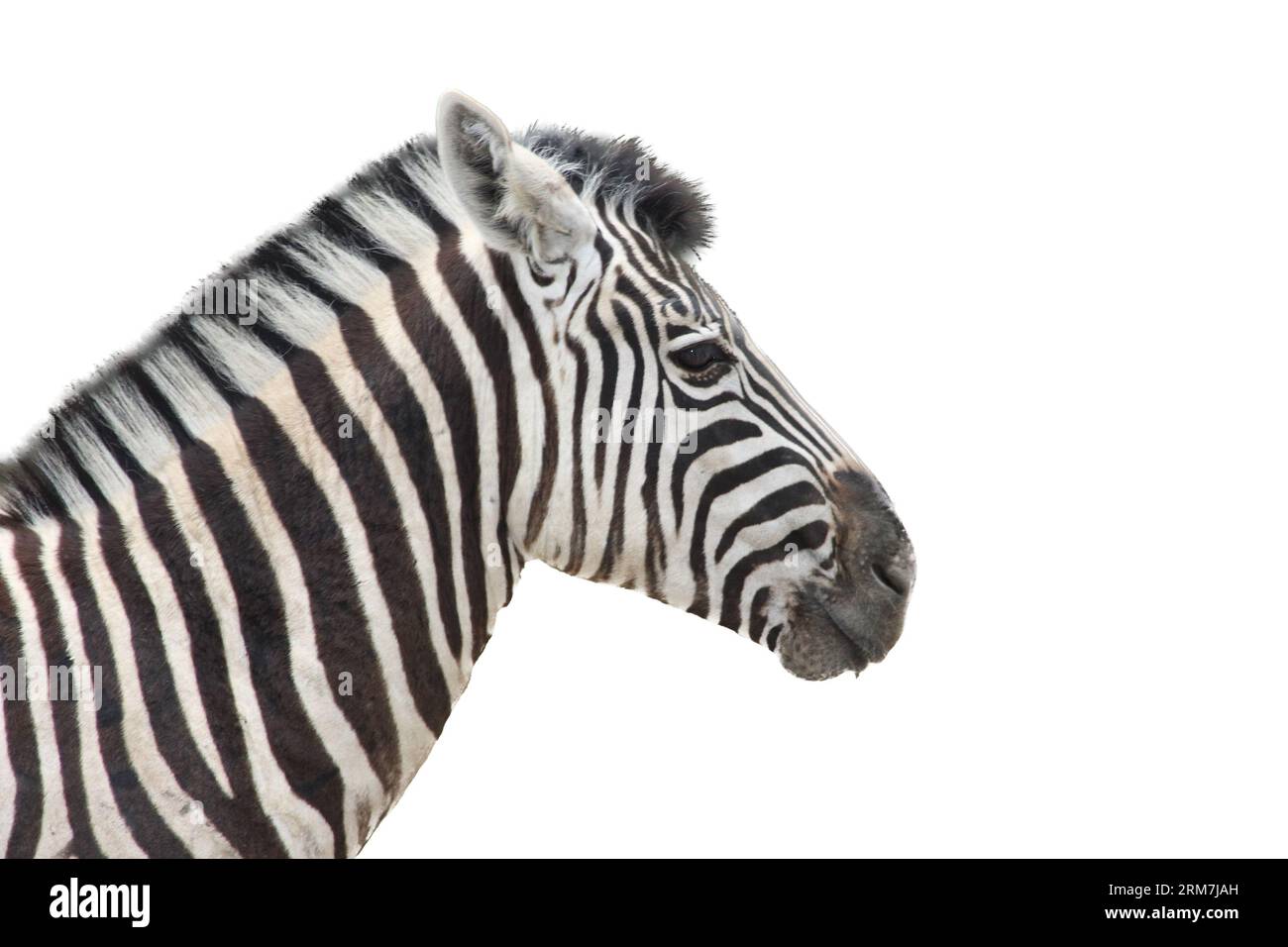 Inclusion of a portrait of Burchell's zebra (Equus quagga Stock Photo ...
