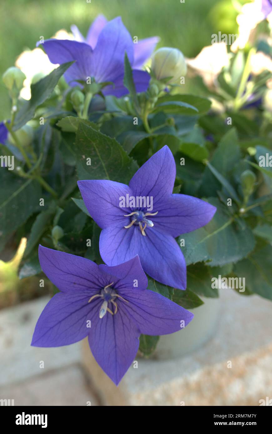 Balloon flower Stock Photo