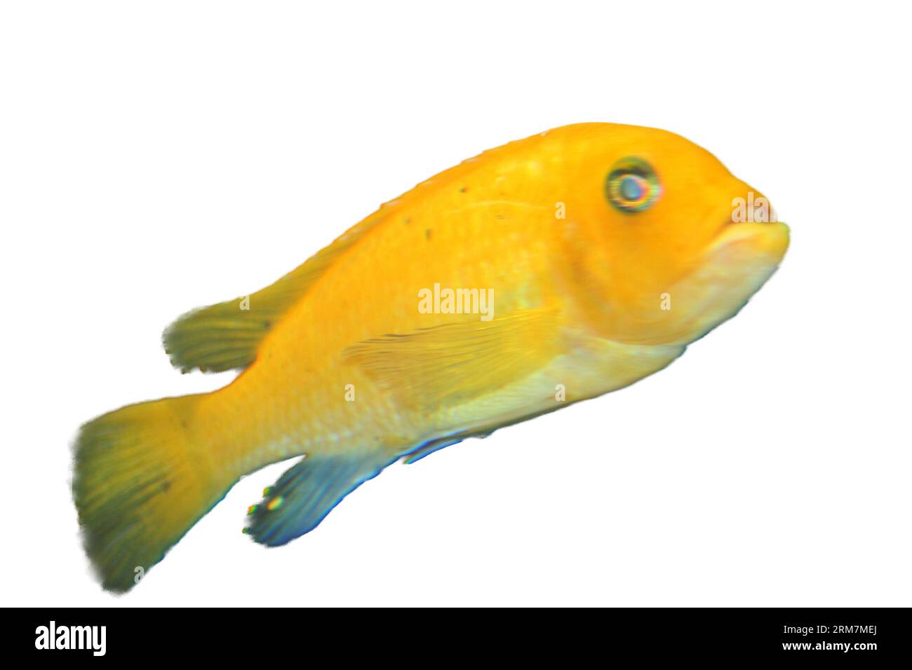 A single yellow cichlid, (Labidochromis caeruleus) Stock Photo