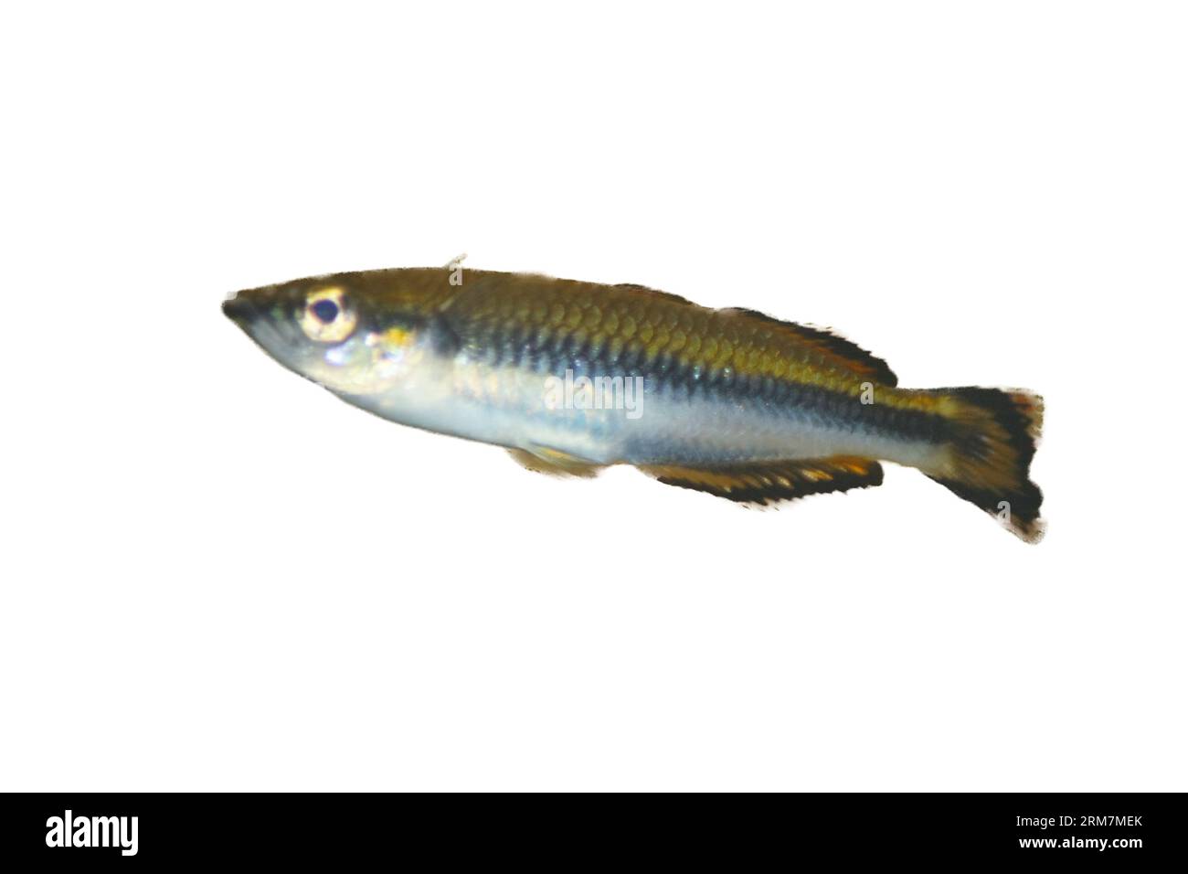 A small perch, in side view Stock Photo