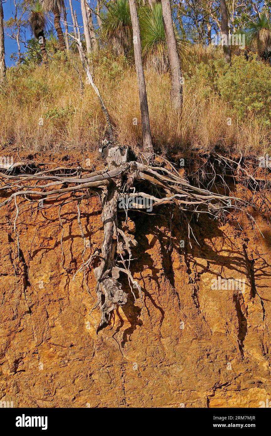 Vertical underground section of exposed dry, dead, tree roots left