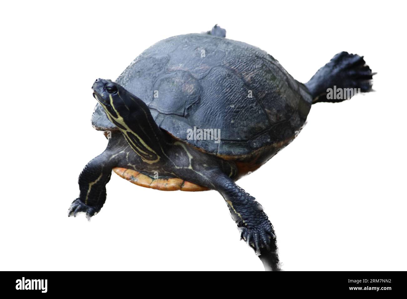 A small tortoise (Testudinidae) Stock Photo