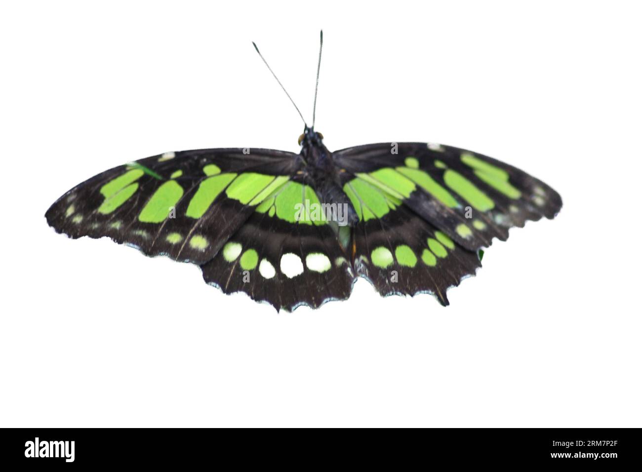 The scarce bamboo page or dido longwing (Philaethria dido) is a butterfly in the family Nymphalidae Stock Photo