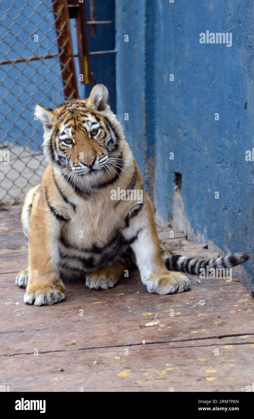 Siberian mous Siberian tiger, male, female hi-res stock photography and images - Alamy