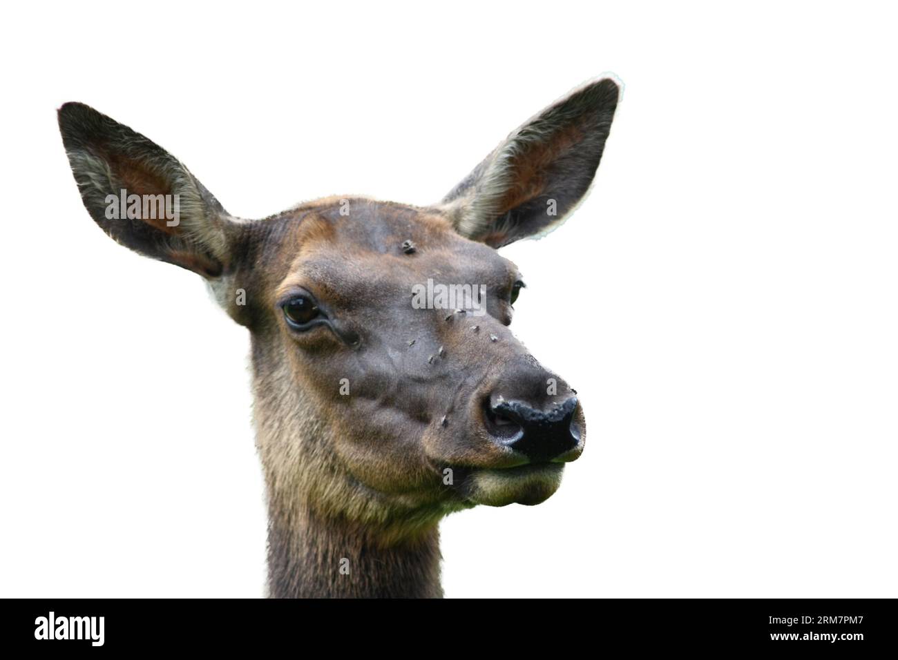 Portrait shot of a female elk (Cervus canadensis) Stock Photo