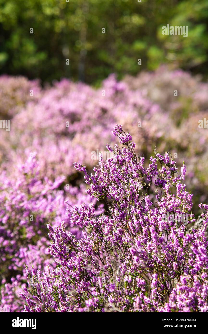 Purple heather plants in the heathland at Farnham Heath Nature Reserve