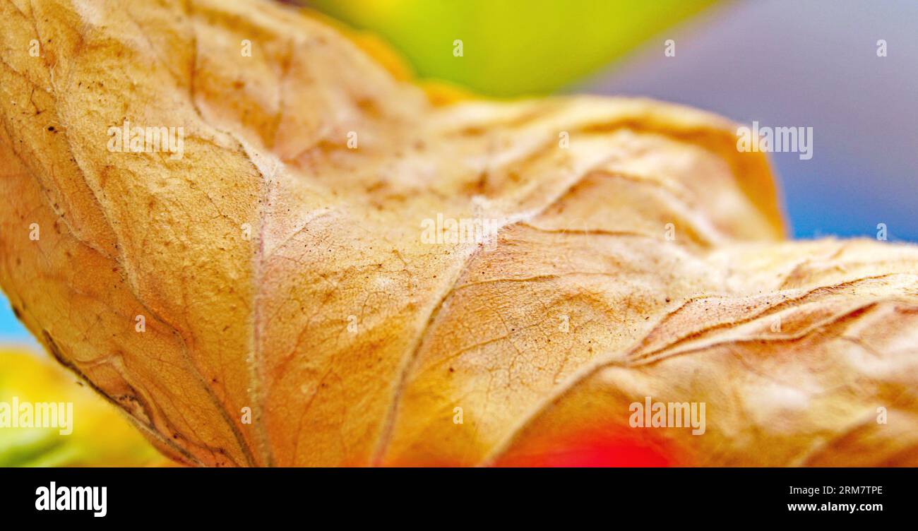 Geranium on balcony in hi-res stock photography and images - Alamy