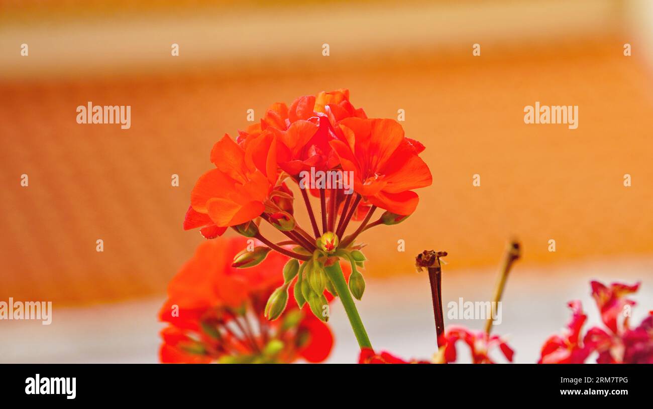 Dry geranium hi-res stock photography and images - Alamy